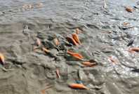 Göletteki su çekilince binlerce balık oksijensiz kaldı