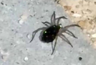 Kurt örümceği sırtındaki yavrularıyla birlikte görüntülendi