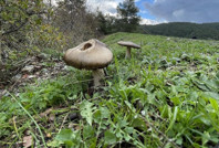 Mantar bir aileyi zehirledi