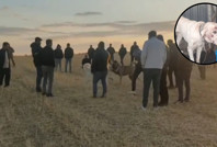 Tarlada vahşi buluşma: Hayvanlar kan içinde kaldı