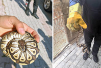 Cebinden yavru piton çıktı