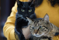 Evcil kedilerle ilgili çarpıcı keşif