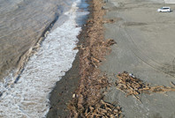 Sahile vuran binlerce kütük, Akdeniz’in rengini değiştirdi