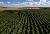 Kahve üretimi 20 yılda 737 bin hektarlık ormanı yok etti