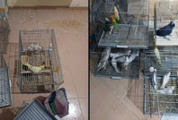 Afrika papağanları Tekirdağ'da yakalandı