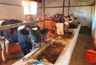 Bakanlıktan 'deli dana' açıklaması