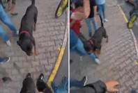 Ağızlıksız dolaştırılan köpek 2 kişiyi yaraladı