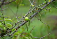 Kış ayına günler kala çiçek açan erik ağaçları meyve verdi