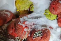 Samsun’da kaçak avlanan 2 ton midye ele geçirildi