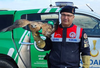 Yaralı kızıl şahin koruma altına alındı