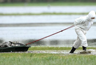 Kuş gribi krizi: 2 milyon hayvan itlaf edildi