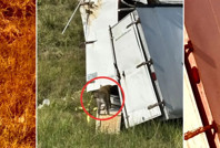 Deney maymunları kaçtı, virüs paniği başladı