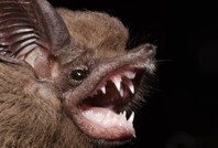 Covid-19 hortluyor mu? Yarasadan çıkanlar panik yarattı