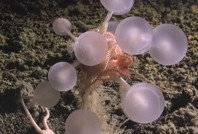 Derin denizde bulundu: 'Ölüm topu' avcı deniz süngeri