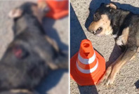 Hatay’da vahşet: Sahipsiz köpeğe tabancayla ateş açtılar!