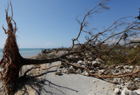 Melissa Karayipler'de 50 can aldı