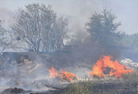 Çocuk yangın çıkardı, zeytin ağaçları kül oldu