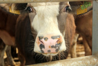 Salgın devam ediyor: Yerleşim yerleri karantinaya alındı