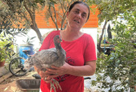 Mavi yumurtlayan tavuklarına gözü gibi bakıyor