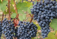 Bilim insanları uyarıyor: Son teknolojiyle bile üç tarım ürününü kurtaramayabiliriz