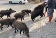 Domuz çitfliği değil, Kuşadası