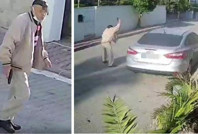 Köpek öldüren emekli polis için yakalama kararı