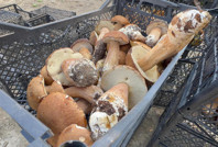 Popülasyon yok oldu, fiyatlar 500 liraya dayandı