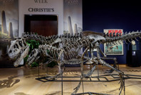 150 milyon yıllık dinozor iskeletleri, kara para soruşturmasına takıldı