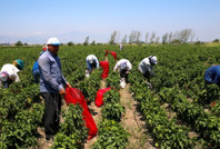 Hasat devam ediyor: Kilosu 15 TL