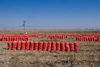 'Yolun sonundayız': Yüzlerce ton ürün tarlada kaldı