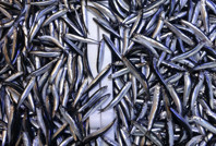 Hamsi azaldı, fiyatlar yeniden yükselişte