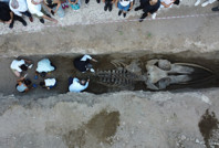 Müze bahçesine gömülen balinanın kemikleri birleştiriliyor