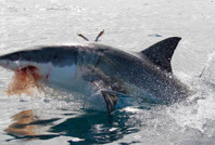 Tatil cennetinde köpek balığı paniği: Popüler plaj kapatıldı