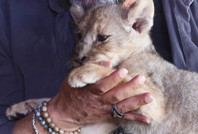 Tuzla'da bulunan yavru aslana "Hugo" adı verildi: “Artık vatanı burası”