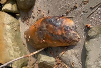 Tekirdağ'da gizemli deniz canlısı bulundu: Ekiplere haber verildi