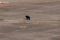 Ayı piste girdi, uçuşlar durduruldu