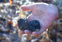 Bayburt'ta keşfedildi: Ormanların kara elması” olarak biliniyor