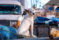 Dünya Kupası öncesi skandal: Binlerce sokak köpeğini öldürüyorlar
