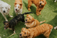 Köpeklerin evriminde ezber bozan araştırma