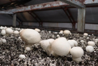 İstanbul’daki işini bırakıp Erzurum’da mantar çiftliği kurdu: Yılda 80 ton üretiyor