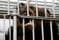 AVM’de ayı paniği: Vurularak öldürüldü