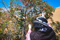 Köylüler 'Bin derde deva' diyor: Hasat başladı