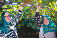 Hasat başladı: 500 milyon TL katkı bekleniyor