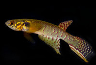 Nesli tükendi sanılıyordu, 20 yıl sonra ortaya çıktı