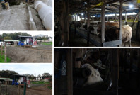 Şile'de şap alarmı! Üç köy karantinada