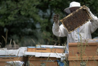 Türkiye'de bir ürün daha Avrupa Birliği'nden coğrafi işaret tescili aldı