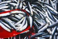 10 ton balık dağıtıldı