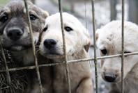 CHP başvurmuştu: AYM'den 'katliam yasası' kararı