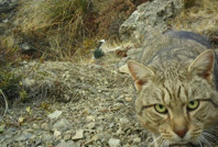 'Soğukkanlı katiller' dedi: 2050'ye kadar yok edecekler