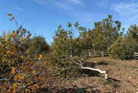 Ağaç katliamı sonrası jandarmanın yolunu tuttu